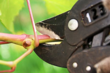 Unsere ausgebildeten Gärtner sorgen für den richtigen Schnitt an Baum, Strauch und Hecke.